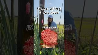  WHAT TO DO IF YOU SEE THESE BRIGHT PINK EGGS! #applesnail #asmr