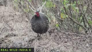 Bird: Kalij Pheasant with original Sound