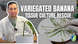 I Saved a Variegated Banana Plant with Tissue Culture