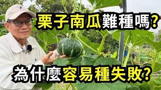 種好日本栗子南瓜掌握四關鍵，減少病蟲害，不再種植失敗，把握種植時間、整蔓和田間管理方法| 阿星種植