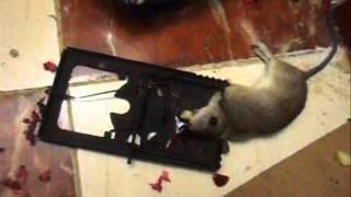 The Best Rat Trapping Technique