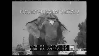 La Habra California, Elephant, 1954 | 220722-35 | Footage Farm Ltd