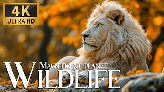 Magnificent Planet Wildlife 4K Uncovering Wonderful Animals Film with Soft Piano Music