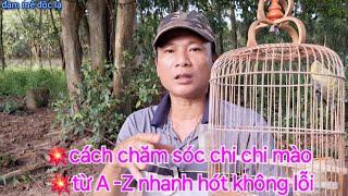 Cách Chăm Sóc Chi Chi Mào Từ A -- Z Không Tật Lỗi Nhanh Hót | đam mê độc lạ