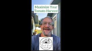 Maximizing Your Tomato Harvest • Gardening Tip • Back Forty Farms • Idaho Farm