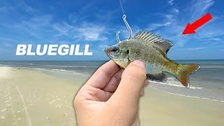 Will SALTWATER Fish eat a FRESHWATER Fish?? (Fishing Experiment)