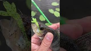 С Обезьянкой на рыбалку. Спиннинг Shimotsuke Turing Monkey SP40 #fishing, #ультралайт, #микроджиг