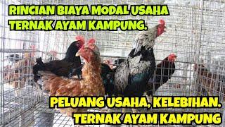 RINCIAN BIAYA MODAL USAHA TERNAK AYAM KAMPUNG. PELUANG USAHA, KELEBIHAN, CARA TERNAK AYAM KAMPUNG