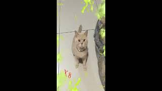 【Pet World】抖音合集寵物世界，萌寵，會說話的貓，假如主人消失了，貓咪很傷心，很感人壹定要看到最後