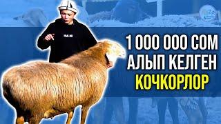 Сандан сапатка өткөн фермер, селекционер Тайлак байке #кочкор #агроветазия