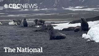 #TheMoment a CBC reporter was chased by a seal in Antarctica