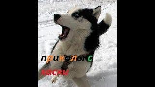 ХАСКИ ЖГУТ приколы НОВЫЕ!!!!!!!!