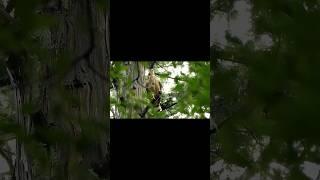 遊びざかりのオオタカ幼鳥　#鳥　#鳥動画　#バードウォッチング　#ショート　#珍鳥　#探鳥　#探鳥地