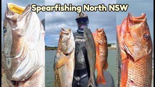 Spearfishing North NSW, Green Job fish, Mulloway, Mangrove Jack.