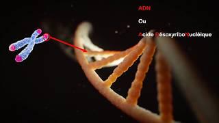 3ème - Des caractères à l'ADN