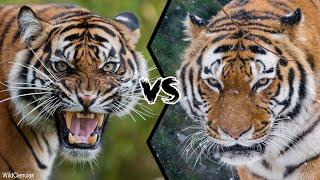 BENGAL TIGER VS SIBERIAN TIGER - Who Is The Strongest?