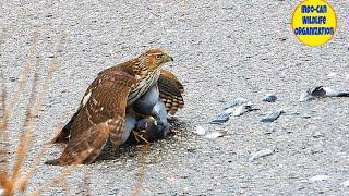 Hawk Hunts Pigeon || Hawk Kills Pigeon || 4K Video || Wildlife and Nature