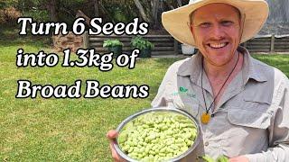 How to Grow Broad Beans – I Got 1.3kg from Just 6 Seeds!