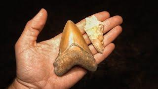 Fossil Shark Teeth, Ancient Artifacts, & Exploration! | A Day In The Life Of WILDKYLE & PaleoCris!