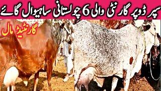 Best Quality Cholistani Sahiwal Cow Farm Near Luden Cow Mandi Hasil Pur || Global Village Farming