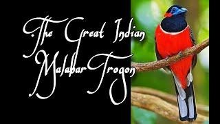 The Great Indian Malabar Trogon | The Great Indian Breeds