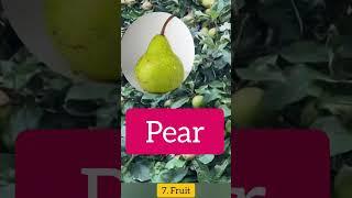 Pear#educational #school #philippine#standard1#education#grade1#canda#english