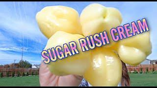 PEPPER PRINCESS | SUGAR RUSH CREAM PEPPER REVIEW