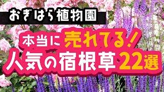 【ガーデニング】おぎはら植物園のプロ直伝！秋植え！店長さんが教える本当に売れてる過去６年間分の人気の宿根草22選を紹介！秋のガーデニング ！あしかがフラワーパーク・代々木東京パークガーデンアワード