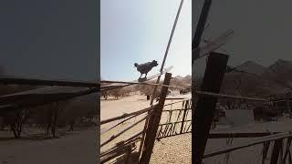 hajykhdabkhshmtwany #goat #automobile #travel #animals