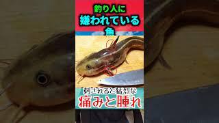 【3選】釣り人に嫌われ魚ている魚3選【粗末に扱わないでね】