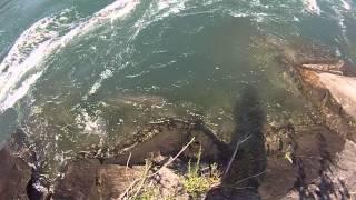 Lower niagara river sturgeon sighting