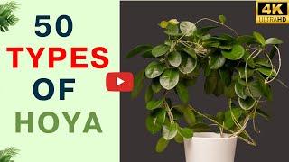 50 Types of Hoya You Can Grow at Home | Hoya Plant Species | Hoya Varieties with Names