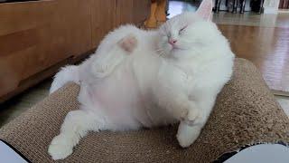 Cute Cat Obong's Peaceful Days!  #cutecat #cat #peaceful
