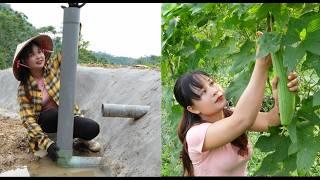 Get water into the fish pond. The luffa garden continues to be harvested and at the market