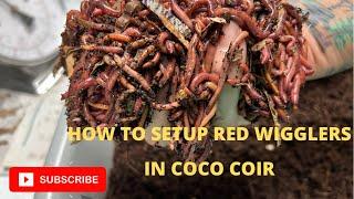 Let’s set up Red Wigglers in Coco Coir #wormcomposting thegardenandwormlady.com