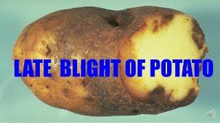 LATE  BLIGHT OF POTATO