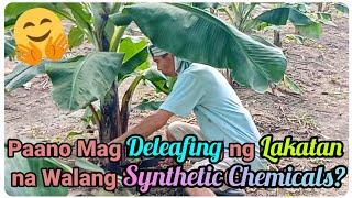 『How to Deleafing Lakatan with no Synthetic Chemicals?』〘Chemical Free Lakatan?〙