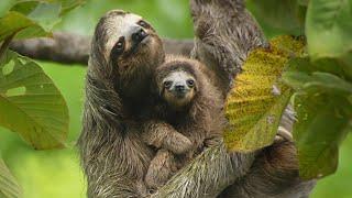 Sloths Are Slow For A Reason | 4K | Panama   | Wild Travel | Robert E Fuller