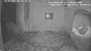 The Peregrine Falcons Xavier+Diamond share the nest for 22 minutes on April 20th, 2022+beak together