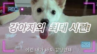 KOREA | 강아지의 수술후 부작용(?)