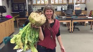 15 Pound Turnip, Holy Cow!