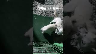 관련 영상 속 루비의 탈출 작전 과연 성공할수 있을까??         #진도코기 #강아지 #강아지브이로그 #강아지일상 #귀여운강아지 #dog #똥개 #dogshorts