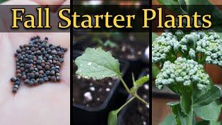 Fall Starter Plants - A Guide For Beginner Gardeners