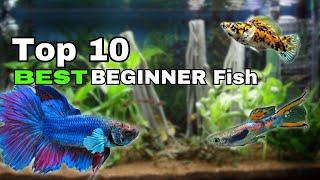 Top 10 BEST Beginner Fish- Best STARTING Fish!