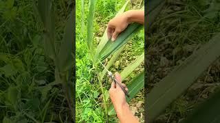 teknik cerdas memangkas tanaman di kebun dengan mudah #shorts