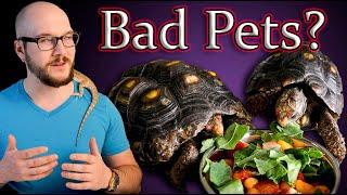 Don't Get A Pet Tortoise Until You Watch This!