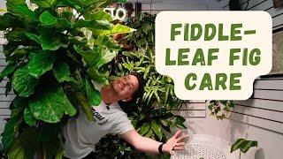 Fiddle Leaf Fig Care Guide