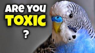 5 Things Only TOXIC Bird Owners do