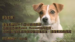 熱門飼養犬隻小知識-積羅素篇