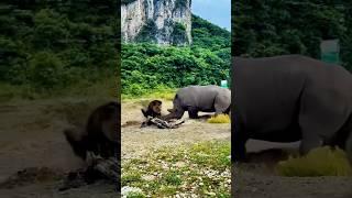 How the Gondal T hits the belly of the male lion #youtubeshorts #shortvideo #shorts #animals